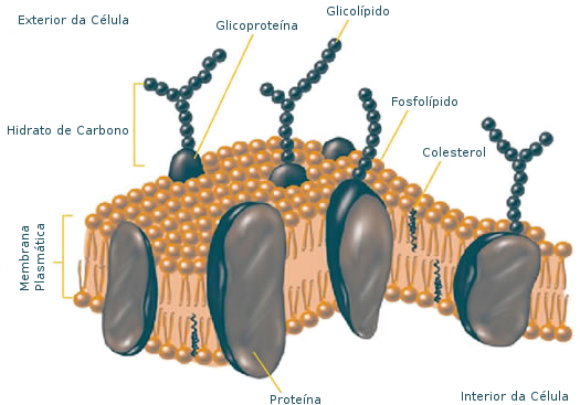 The plasma membrane is a cell's protective barrier.