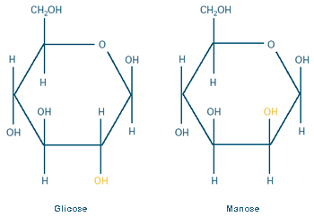 The chemical structures of the sugars glucose and mannose are very similar.