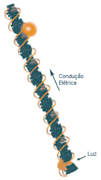 DNA can conduct electricity.