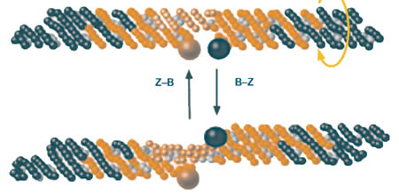 Rotation between two naturally occurring shapes
          of DNA (B and Z) causes this tiny robotic arm to move back and forth.