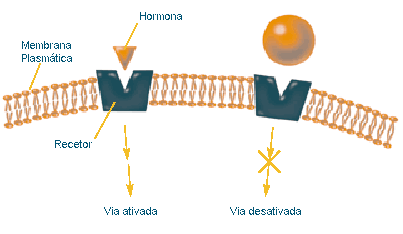 Illustration of plasma membrane