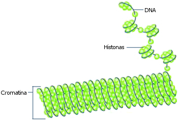As histonas (proteínas) enrolam-se com a cadeia dupla de DNA para formar estruturas que parecem contas num colar.