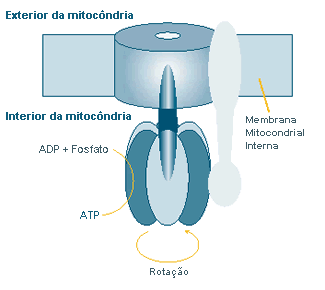 The world's smallest motor, ATP synthase, generates energy for the cell.