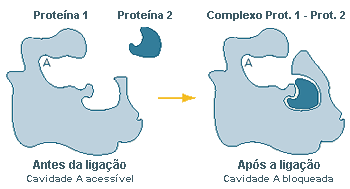 Illustration of proteins working together