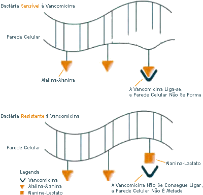 The cell wall of a bacterium killed by vancomycin contains
      a critical cross-link: left. The cell wall of a bacterium that is resistant to vancomycin is missing this cross-link (right).