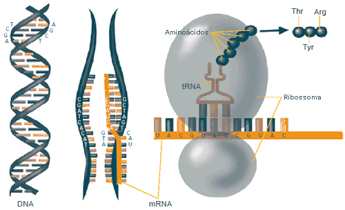 Illustration of how DNA, mRNA, and amino acids work together to create proteins.