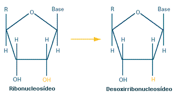 By removing an oxygen (O), the enzyme ribonucleotide reductase
          creates deoxyribonucleosides, the building blocks of DNA.