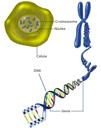 A longa cadeia de DNA que constitui os genes está enrolada nos cromossomas dentro do núcleo de uma célula. (Repare que um gene seria um segmento de DNA muito maior do que aqui representamos.)