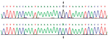 Quando a DNA polimerase comete um erro ao copiar a sequência de DNA de um gene, o erro chama-se mutação. Neste exemplo, o nucleótido G foi substituído por um A.