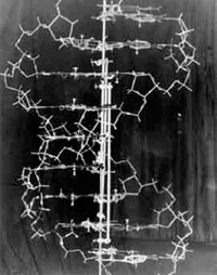 Estrutura em dupla-hélice do DNA