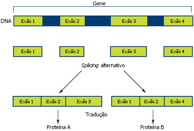A disposição dos exões em posições diferentes, permite à célula produzir proteínas diferentes a partir de um mesmo gene. A este processo chama-se splicing alternativo.