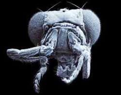 Cabeça da mosca-da-fruta que mostra os efeitos do gene Antennapedia. Esta mosca tem patas onde deveriam estar as antenas.