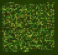 O padrão de fluorescência resultante indica quais os genes que estão ativos.