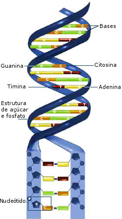 O DNA consiste em duas longas cadeias torcidas, constituídas por nucleótidos. Cada nucleótido contém uma base azotada, uma molécula de fosfato e uma molécula do açúcar desoxirribose. As bases dos nucleóticos do DNA são a adenina, a timina, a citosina e a guanina.