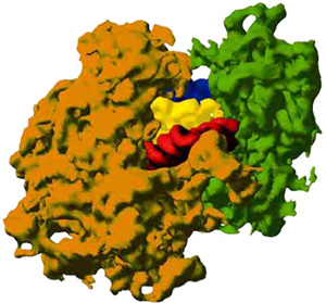 Um ribossoma é constituído por duas sub-unidades proteicas, a grande e a pequena, e RNA de transferência alojado no seu interior.