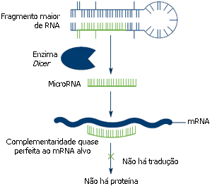 A enzima Dicer gera microRNAs ao cortar molécu-las de RNA maiores em pequenos fragmentos que funcionam como Velcro®. Os microRNAs ligam-se às molécula de mRNA, evitando que estas levem à produção de proteínas.