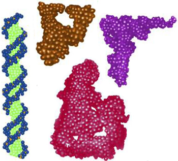 O RNA tem uma grande variedade de formas. O DNA de cadeia dupla é uma molécula em forma de escada em caracol