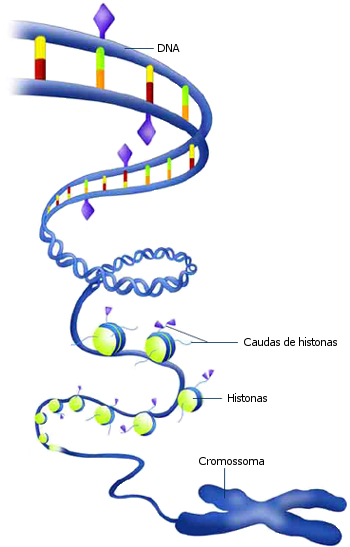 O "código epigenético" controla a atividade genética com marcadores químicos que marcam o DNA (losangos roxos) e as "caudas" das histonas (triângulos roxos). Estes marcadores ajudam a determinar se um gene será ou não transcrito pela RNA polimerase. Os genes que estão inacessíveis à RNA polimerase não são expressos.