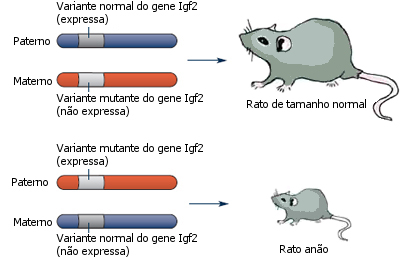 O Igf2 é um gene que sofre imprinting. Basta uma única cópia da forma mutante do gene Igf2 (a vermelho) para causar anomalias no crescimento, mas só se a variante anormal do gene for herdada do pai.
