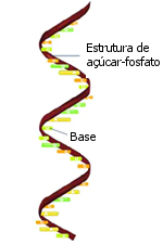O ácido ribonucleico (RNA) tem as bases adenina (A), citosina (C), guanina (G) e uracilo (U).