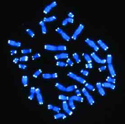 Nesta foto veem-se os telómeros a branco. São sequências de nucleótidos repetidas que estão nas extremidades dos cromossomas.