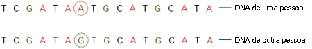 Nucleótidos diferentes (neste exemplo, A ou G) podem surgir na sequência de DNA do mesmo cromossoma de dois indivíduos diferentes, criando um polimorfismo nucleotídico simples (SNP).