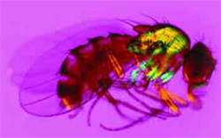 Drosophila melanogaster, uma mosca-da-fruta.