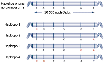 Os haplótipos são combinações de variantes de genes, ou SNPs, que têm alta probabilidade de serem herdadas em conjunto na mesma região cromossómica. Neste exemplo, um haplótipo original (topo) evoluiu ao longo do tempo, surgindo quatro novos haplótipos que diferem apenas em alguns nucleótidos (a vermelho).