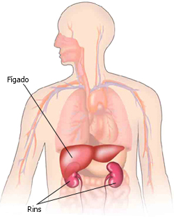 O fígado e os rins são suscetíveis a danos causados por toxinas porque estes órgãos processam químicos.