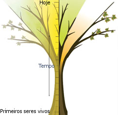Ilustração de uma árvore com o tempo mapeado em relação ao aparecimento das primeiras espécies e a atualidade.