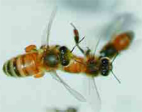 As abelhas são animais sociais e trabalham em conjunto para manter a colmeia sã. A abelha recoletora (à esquerda) tem cerca de um mês de idade e procura alimento. A obreira de 14 dias (à direita) remove as abelhas mortas da colmeia.