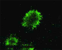 Os biofilmes, como o que se vê nesta fotografia de microscópio de fluorescência, são comunidades bacterianas.