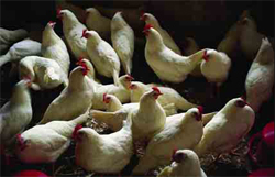 Fotografia de galinhas.