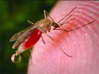 Os mosquitos transmitem a malária ao captarem parasitas do sangue da vítima e os passarem à pessoa a quem picam a seguir. A resistência também se alastra desta forma.