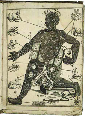 No final do século XVI, a anatomia era um dos focos de atenção mais comuns dos cientistas.