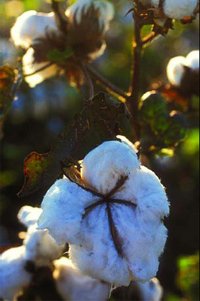 Fotografia de um campo de cultivo de algodão.