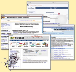 Imagens dos sítios de Internet FlyBase, WormBase, DictyBase e Saccharomyces Genome Database.