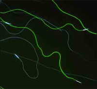 Os espermatozoides da mosca-da-fruta brilham com cor verde quando expressam o gene para a proteína fluorescente verde.