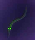Os cientistas usaram a engenharia genética para que este verme experimental expresse a GFP em duas das suas células nervosas (pontos verdes brilhantes).