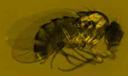 Drosophila melanogaster : Mosca-da-fruta