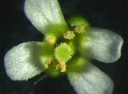 Arabidopsis thaliana : Erva-estrelada