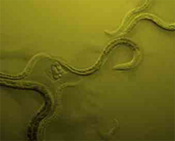 Caenorhabditis elegans : Verme