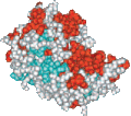 O modelo molecular compacto tenta mostrar os átomos como esferas cujo tamanho está correlacionado com o espaço que os átomos ocupam. Os átomos de cor vermelha e azul claro são os mesmos neste modelo e na representação em fita.