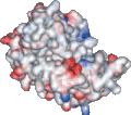 A representação da superfície da mesma proteína mostra a sua forma global e as propriedades dessa mesma superfície. A coloração vermelha e azul indica a carga elétrica dos átomos na superfície da proteína.