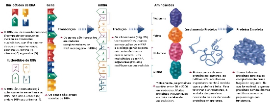 Ilustração que mostra como os genes são feitos de DNA que, por sua vez, é composto por pequenas moléculas, chamadas nucleótidos, ligadas em longas cadeias. Uma sequência de três nucleótidos codifica um aminoácido.