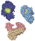 As enzimas, que são proteínas que facilitam reações químicas, contêm por vezes uma reentrância ou recetáculo que permite fixar a molécula alvo. Em cima, pode ver-se (no sentido dos ponteiros do relógio, a partir do topo): a luciferase, que gera a luz amarelada dos pirilampos; a amilase, que nos ajuda a digerir o amido; e a transcriptase reversa, que permite ao VIH e outros vírus relacionados escravizar as células infetadas.