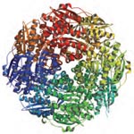 Membros da Protein Structure Initiative determinaram a estrutura desta enzima de uma bactéria comum no solo.