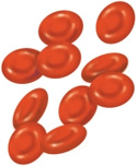 Glóbulos vermelhos normais
