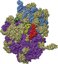 O estudo detalhado das estruturas dos ribossomas vai ajudar os cientistas a compreender melhor o processo fundamental da produção de proteínas. Pode também contribuir para a conceção de novos antibióticos ou otimizar os que já existem.