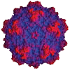 A estrutura tridimensional de um vírus de ratinho obtida por Agbandje-McKenna mostra que este se assemelha a uma bola de futebol com 20 faces.